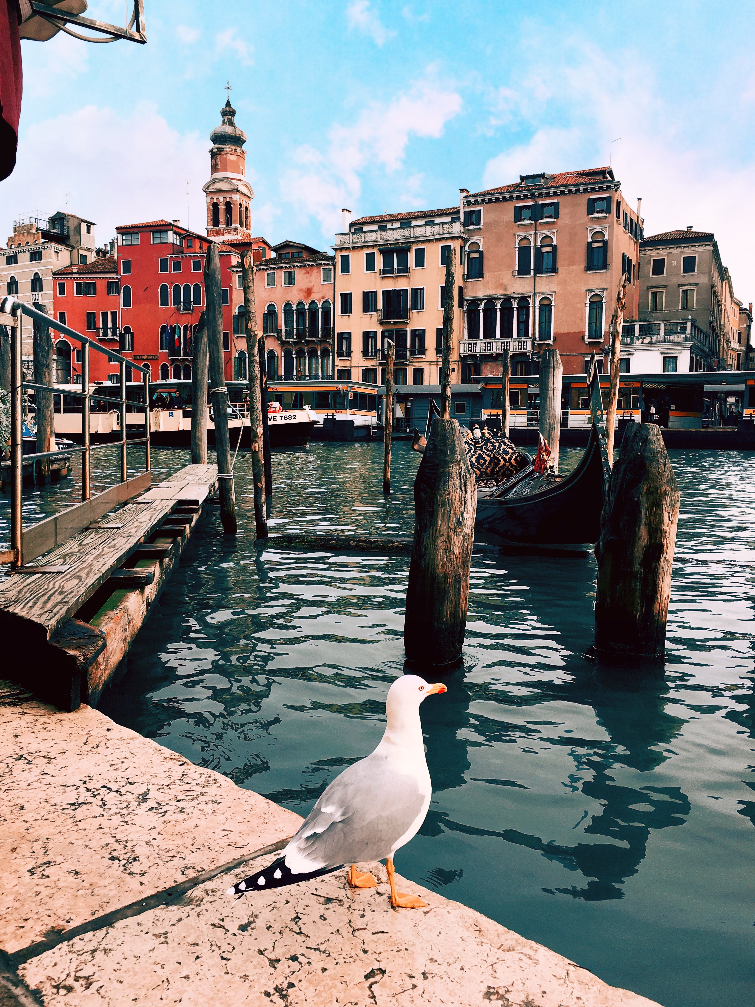Seagull in Venice, Italy